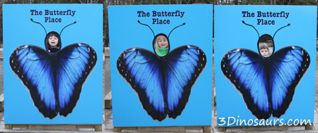 Butterfly Faces