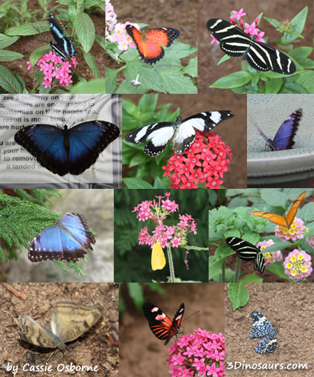 The Butterfly Place Review