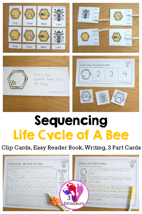 Life Cycle of a Bee Sequencing - with writing, reading, order of event cards, clip cards, cut and paste and more. The sequencing has four steps - 3Dinosaurs.com