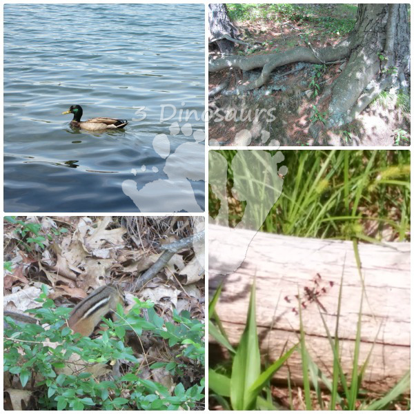 Exploring Nature at Walden Pond - Free Nature Journal- 3Dinosaurs.com